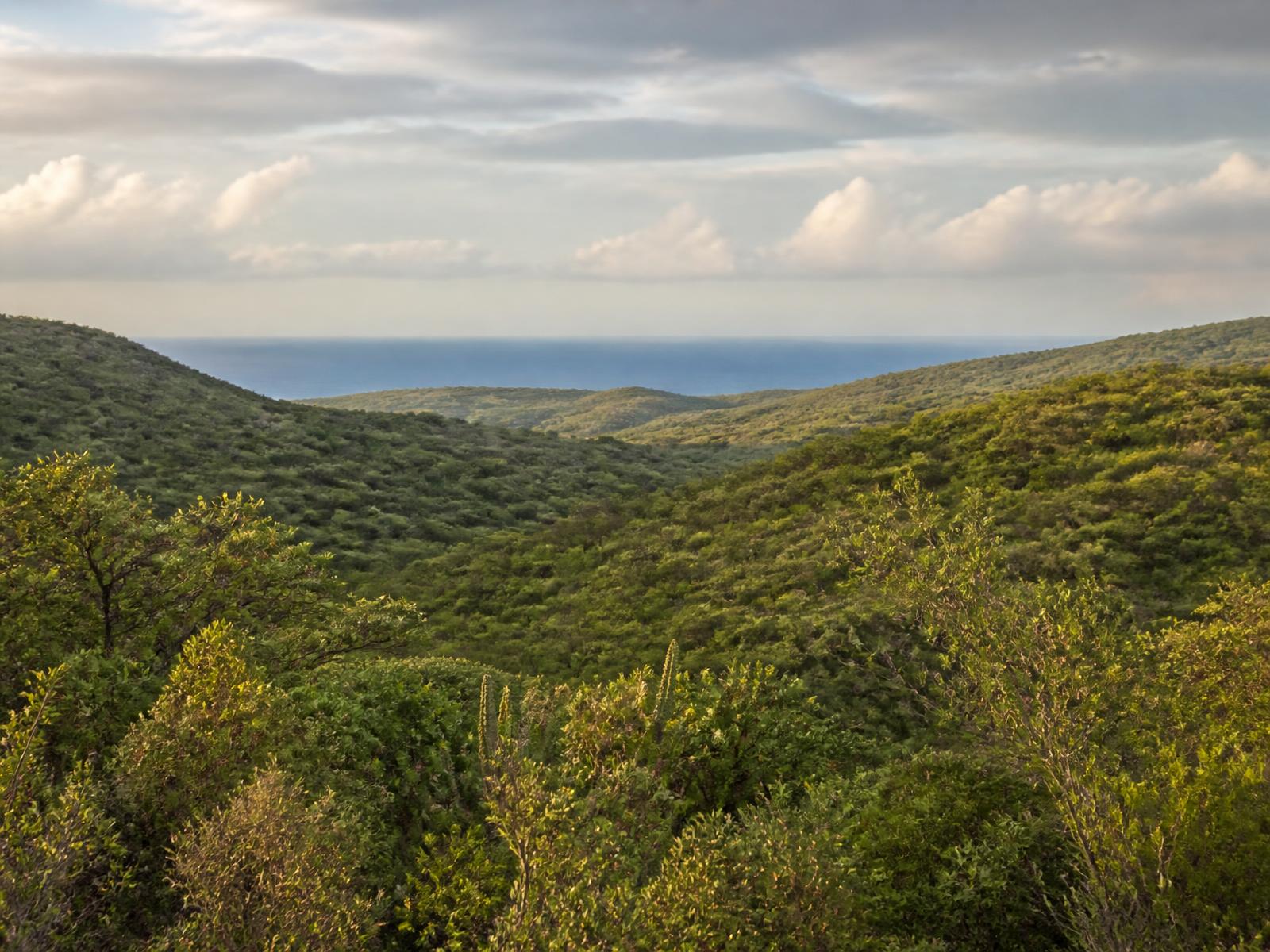 Expansive undeveloped green acreage in Fraile, Culebra, with a distant ocean view